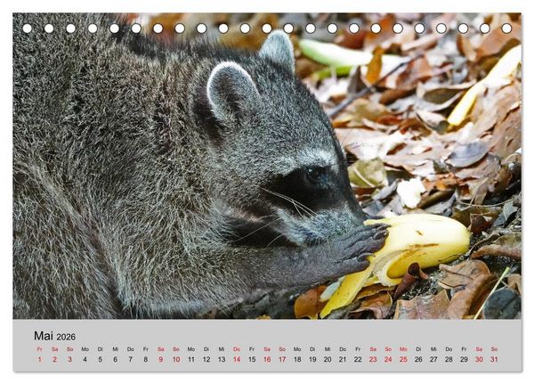 Produktbild: COSTA RICA - Tierische Momente (Tischkalender 2026 DIN A5 quer), CALVENDO Monatskalender