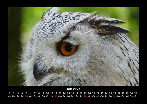 Produktbild: Welt der Tiere 2026 Fotokalender DIN A3