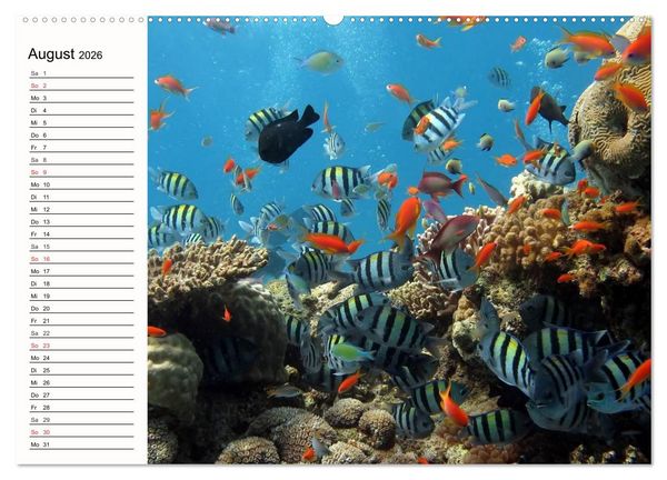 Produktbild: Paradiese. Karibik und S&uuml;dsee &uuml;ber und unter Wasser (hochwertiger Premium Wandkalender 2026 DIN A2 quer), Kunstdruck in Hochglanz