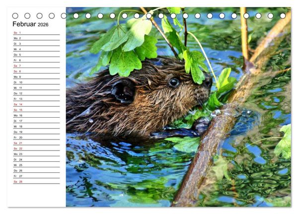 Produktbild: Das Familienleben der Biber (Tischkalender 2026 DIN A5 quer), CALVENDO Monatskalender