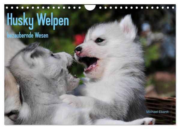 Produktbild: Husky Welpen (Wandkalender 2026 DIN A4 quer), CALVENDO Monatskalender