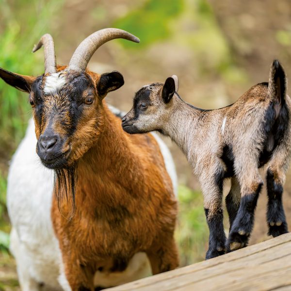 Produktbild: Tiere vom Bauernhof / Farm Animals 2027