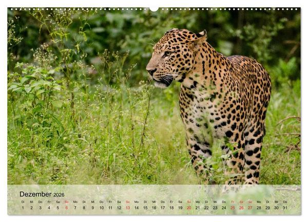 Produktbild: Leoparden. Elegante J&auml;ger (hochwertiger Premium Wandkalender 2026 DIN A2 quer), Kunstdruck in Hochglanz