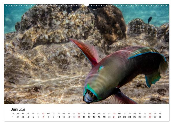 Produktbild: Unterwasserwelt der Malediven I (Wandkalender 2026 DIN A2 quer), CALVENDO Monatskalender