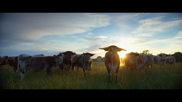 Produktbild: WILDES LAND - Die R&uuml;ckehr der Natur