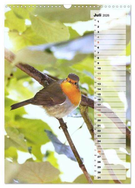 Produktbild: Niedliche Rotkehlchen (Wandkalender 2026 DIN A3 hoch), CALVENDO Monatskalender