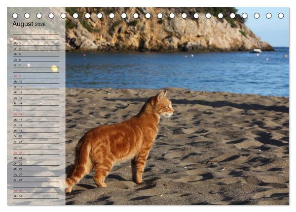 Produktbild: Zauberhaftes Ibiza - Terminplaner (Tischkalender 2026 DIN A5 quer), CALVENDO Monatskalender