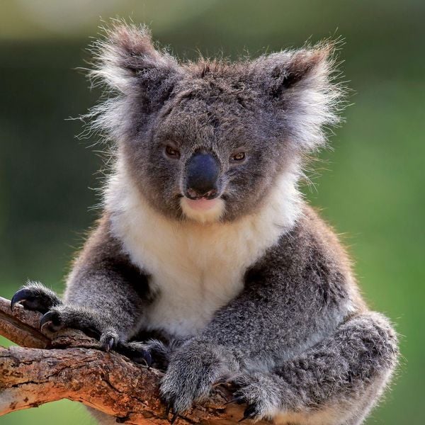 Produktbild: Koalas 2027
