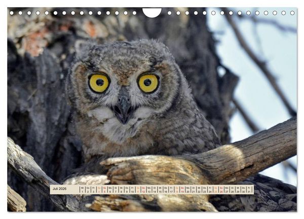 Produktbild: Kgalagadi-Durstland (Wandkalender 2026 DIN A4 quer), CALVENDO Monatskalender