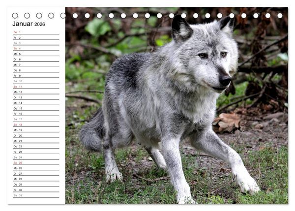 Produktbild: Im Rudel Zuhause - Der Wolf (Tischkalender 2026 DIN A5 quer), CALVENDO Monatskalender