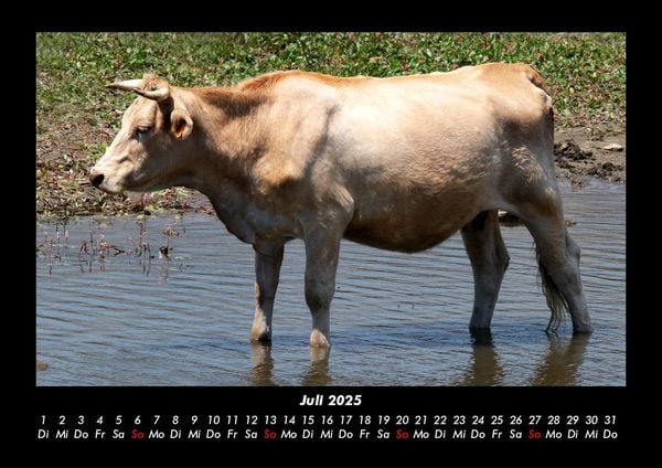 Produktbild: Kuhkalender 2025 Fotokalender DIN A3