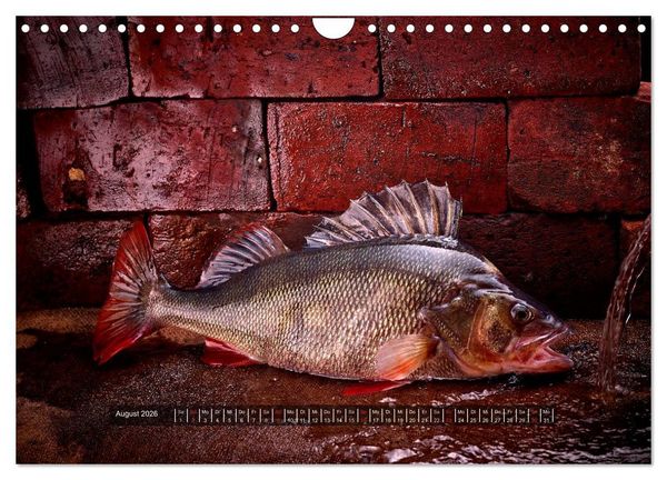 Produktbild: UNSER FISCH. S&Uuml;&szlig;WASSER. (Wandkalender 2026 DIN A4 quer), CALVENDO Monatskalender