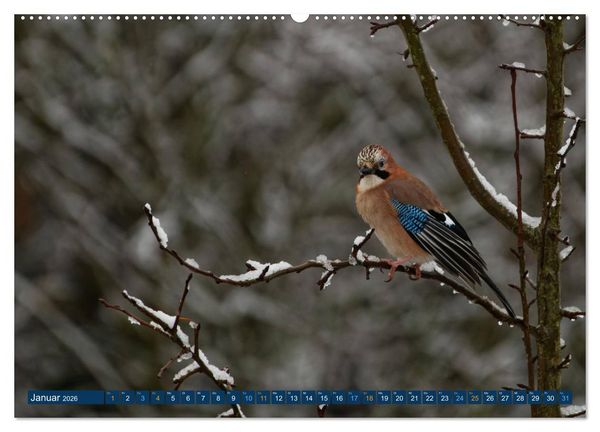 Produktbild: Eichelh&auml;her - Egon der Eichelh&auml;her fotografiert von Ostfriesenfotografie (Wandkalender 2026 DIN A2 quer), CALVENDO Monatskalender