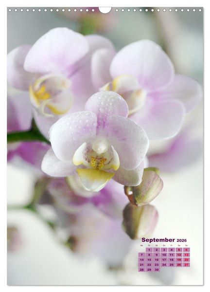 Produktbild: Traumhafte Orchideen (Wandkalender 2026 DIN A3 hoch), CALVENDO Monatskalender