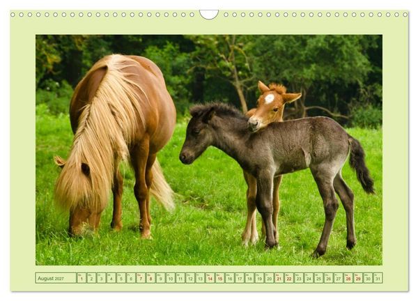 Produktbild: Fohlen, gl&uuml;cklich in der Herde (Wandkalender 2027 DIN A3 quer), CALVENDO Monatskalender