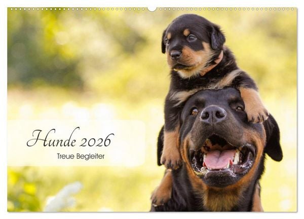 Produktbild: Hunde 2026 - Treue Begleiter (Wandkalender 2026 DIN A2 quer), CALVENDO Monatskalender