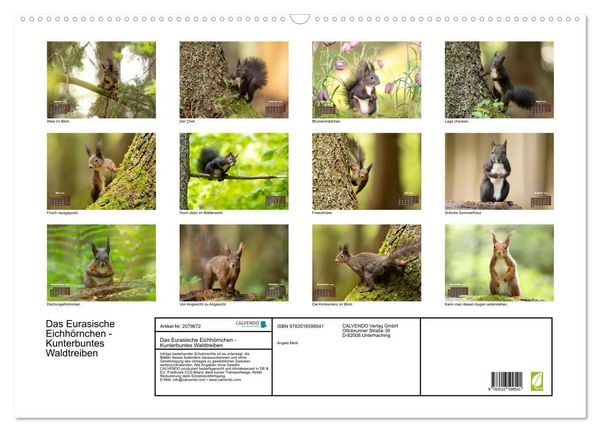 Produktbild: Das Eurasische Eichh&ouml;rnchen - Kunterbuntes Waldtreiben (Wandkalender 2026 DIN A2 quer), CALVENDO Monatskalender