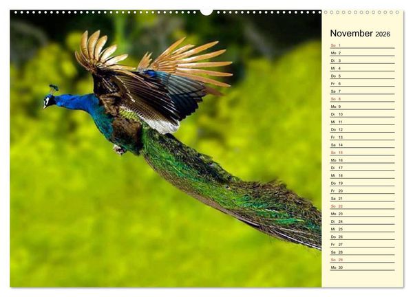 Produktbild: Pfaue. Pr&auml;chtig und schillernd (Wandkalender 2026 DIN A2 quer), CALVENDO Monatskalender