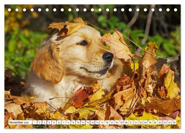 Produktbild: Goldige Herzensbrecher - Golden Retriever Welpen (Tischkalender 2026 DIN A5 quer), CALVENDO Monatskalender