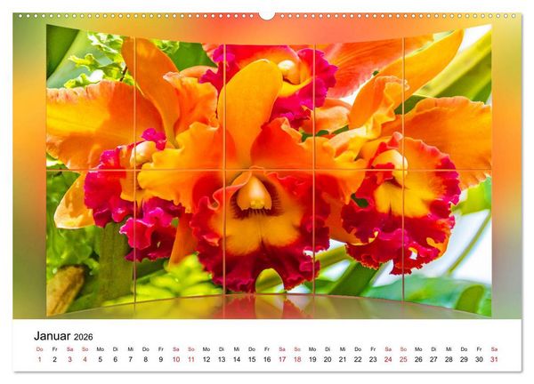 Produktbild: Orchideen Bildergalerie (Wandkalender 2026 DIN A2 quer), CALVENDO Monatskalender