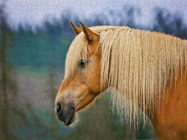 Produktbild: CALVENDO Puzzle Haflinger mit pr&auml;chtig blonder M&auml;hne | 1000 Teile Lege-Gr&ouml;&szlig;e 64x48cm Foto-Puzzle f&uuml;r gl&uuml;ckliche Stunden