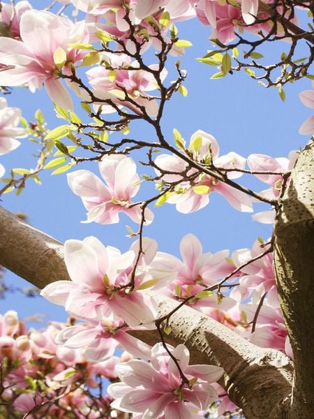 Produktbild: CALVENDO Puzzle Magnolienbl&uuml;ten vor blauem Himmel | 1000 Teile Lege-Gr&ouml;&szlig;e 64x48cm Foto-Puzzle f&uuml;r gl&uuml;ckliche Stunden