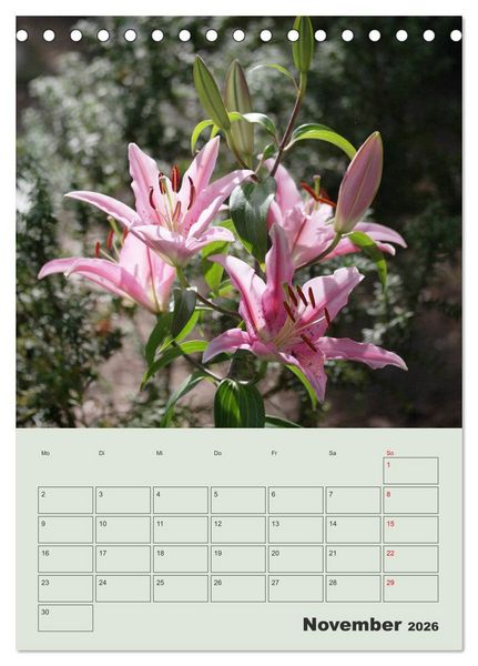 Produktbild: Lilien im Garten (Tischkalender 2026 DIN A5 hoch), CALVENDO Monatskalender