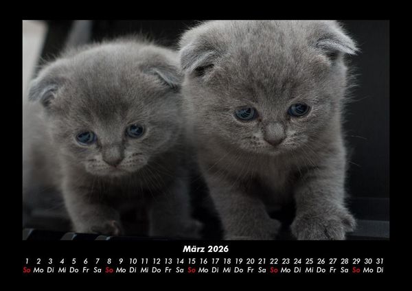 Produktbild: F&uuml;r Katzenfreunde 2026 Fotokalender DIN A3