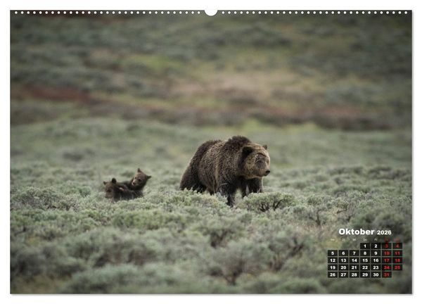 Produktbild: American Wildlife (hochwertiger Premium Wandkalender 2026 DIN A2 quer), Kunstdruck in Hochglanz