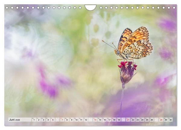 Produktbild: Magie der Schmetterlinge (Wandkalender 2026 DIN A4 quer), CALVENDO Monatskalender
