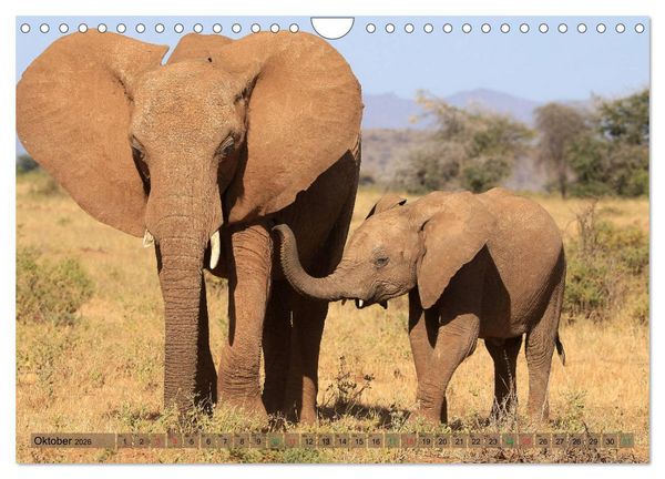 Produktbild: Afrika - im Reich der Elefanten (Wandkalender 2026 DIN A4 quer), CALVENDO Monatskalender