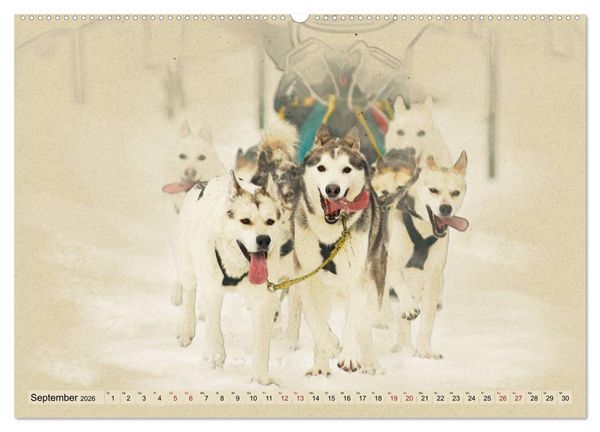 Produktbild: Schlittenhunde 2026 (Wandkalender 2026 DIN A2 quer), CALVENDO Monatskalender