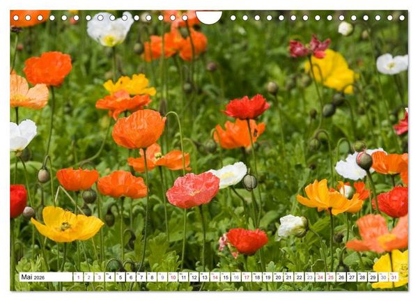 Produktbild: MohnTage (Wandkalender 2026 DIN A4 quer), CALVENDO Monatskalender