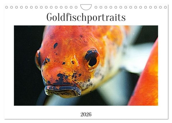 Produktbild: Goldfischportraits (Wandkalender 2026 DIN A4 quer), CALVENDO Monatskalender