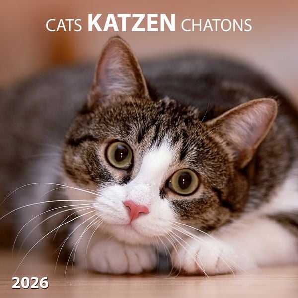 Katzen/Cats 2026