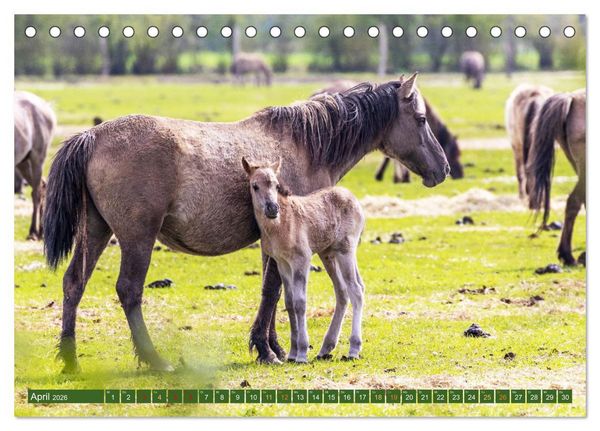 Produktbild: D&uuml;lmen - Wildpferde, Burgen und Schl&ouml;sser (Tischkalender 2026 DIN A5 quer), CALVENDO Monatskalender