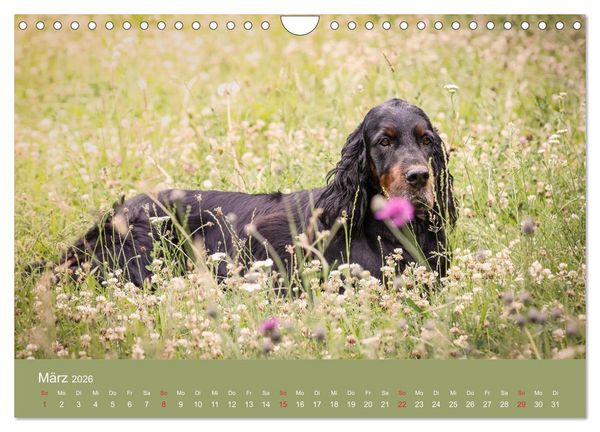 Produktbild: Setter - Geliebter Freund und Jagdkamerad (Wandkalender 2026 DIN A4 quer), CALVENDO Monatskalender