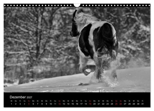 Produktbild: Pferde 2027 Wild Thing (Wandkalender 2027 DIN A3 quer), CALVENDO Monatskalender