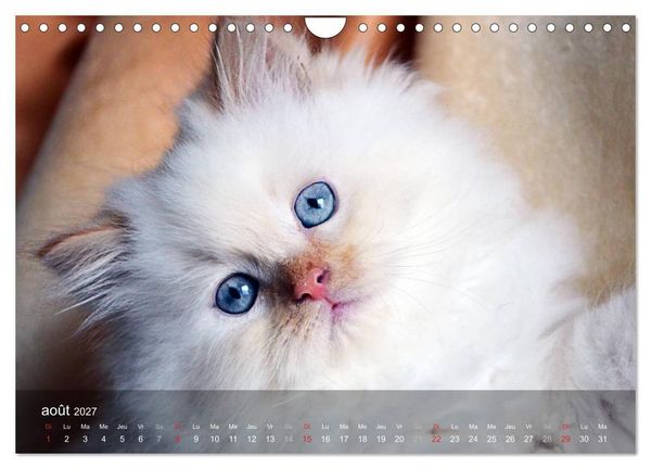 Produktbild: Mine de chat (Calendrier mural 2027 DIN A4 vertical), CALVENDO calendrier mensuel