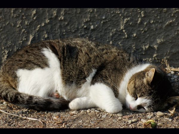 Produktbild: CALVENDO Puzzle Schlafende Hauskatze 1000 Teile Lege-Gr&ouml;&szlig;e 64 x 48 cm Foto-Puzzle Bild von kattobello