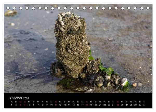 Produktbild: Pellworm 2026 (Tischkalender 2026 DIN A5 quer), CALVENDO Monatskalender