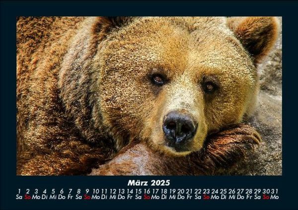 Produktbild: Der Tierkalender 2025 Fotokalender DIN A5