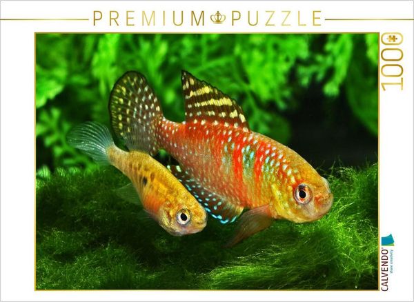 CALVENDO Puzzle Hypsolebias gardneri, BRASILIEN | 1000 Teile Lege-Größe 64x48cm Foto-Puzzle für glückliche Stunden