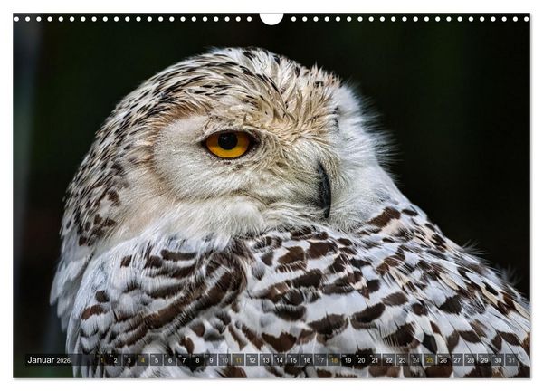 Produktbild: Imposante Vogelportr&auml;ts (Wandkalender 2026 DIN A3 quer), CALVENDO Monatskalender