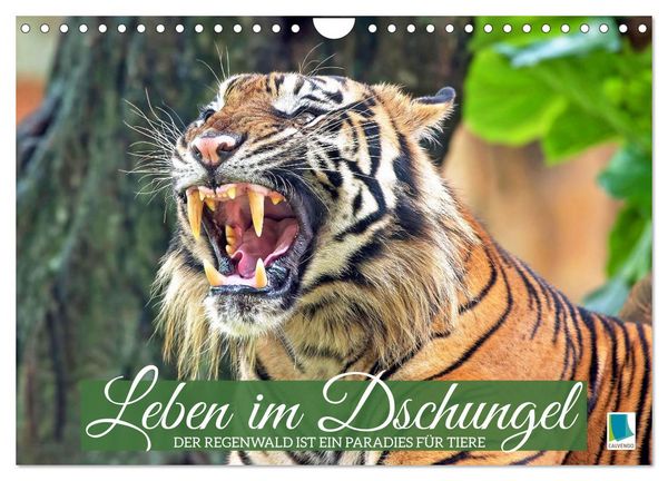 Leben im Dschungel: Der Regenwald ist ein Paradies für Tiere (Wandkalender 2026 DIN A4 quer), CALVENDO Monatskalender