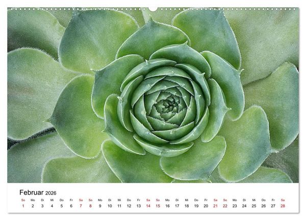 Produktbild: Sukkulenten Galerie (hochwertiger Premium Wandkalender 2026 DIN A2 quer), Kunstdruck in Hochglanz