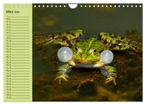 Produktbild: Frosch m&uuml;sste man sein! (Wandkalender 2026 DIN A4 quer), CALVENDO Monatskalender