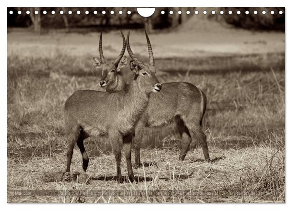 Produktbild: Botswana &ndash; Impressionen aus Afrika (Wandkalender 2026 DIN A4 quer), CALVENDO Monatskalender
