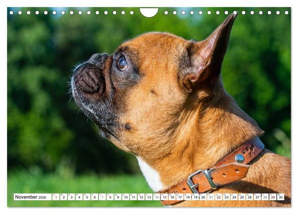 Produktbild: Kleiner Kobold Franz&ouml;sische Bulldogge (Wandkalender 2026 DIN A4 quer), CALVENDO Monatskalender