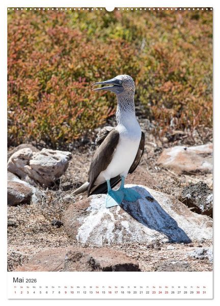 Produktbild: Galapagos - Atemberaubende Tierwelt (Wandkalender 2026 DIN A2 hoch), CALVENDO Monatskalender